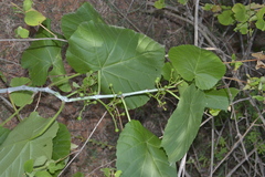 Cissus pallida